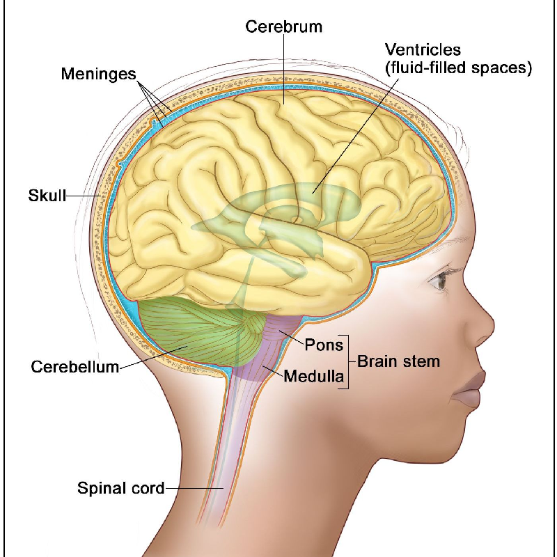 Push Technique (Exhale: Coccyx → Brain)