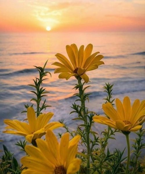 HD-wallpaper-yellow-flowers-nature